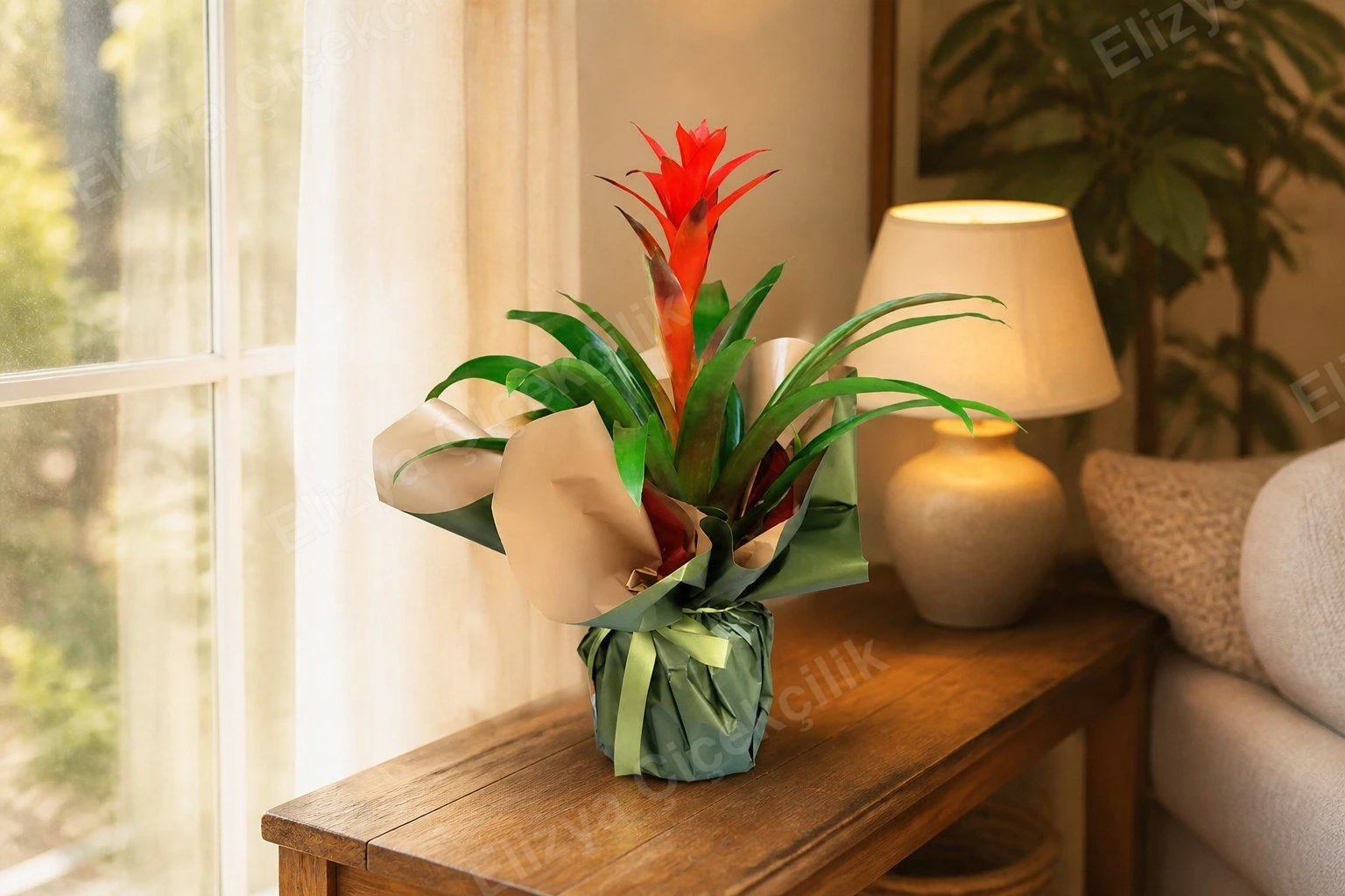 Kırmızı Guzmania Bromelya Saksı Bitkisi — görsel 3