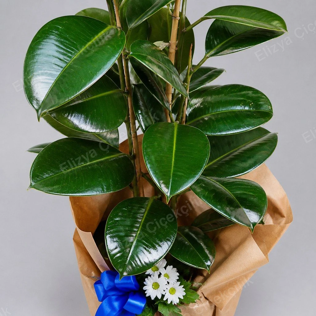 Verdant Charm — Kauçuk Bitkisi (Ficus Elastica) Kraft Ambalajlı — görsel 2