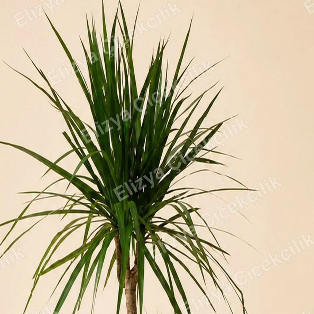 Ejder Ağacı Dracaena Marginata Saksı Bitkisi — görsel 2