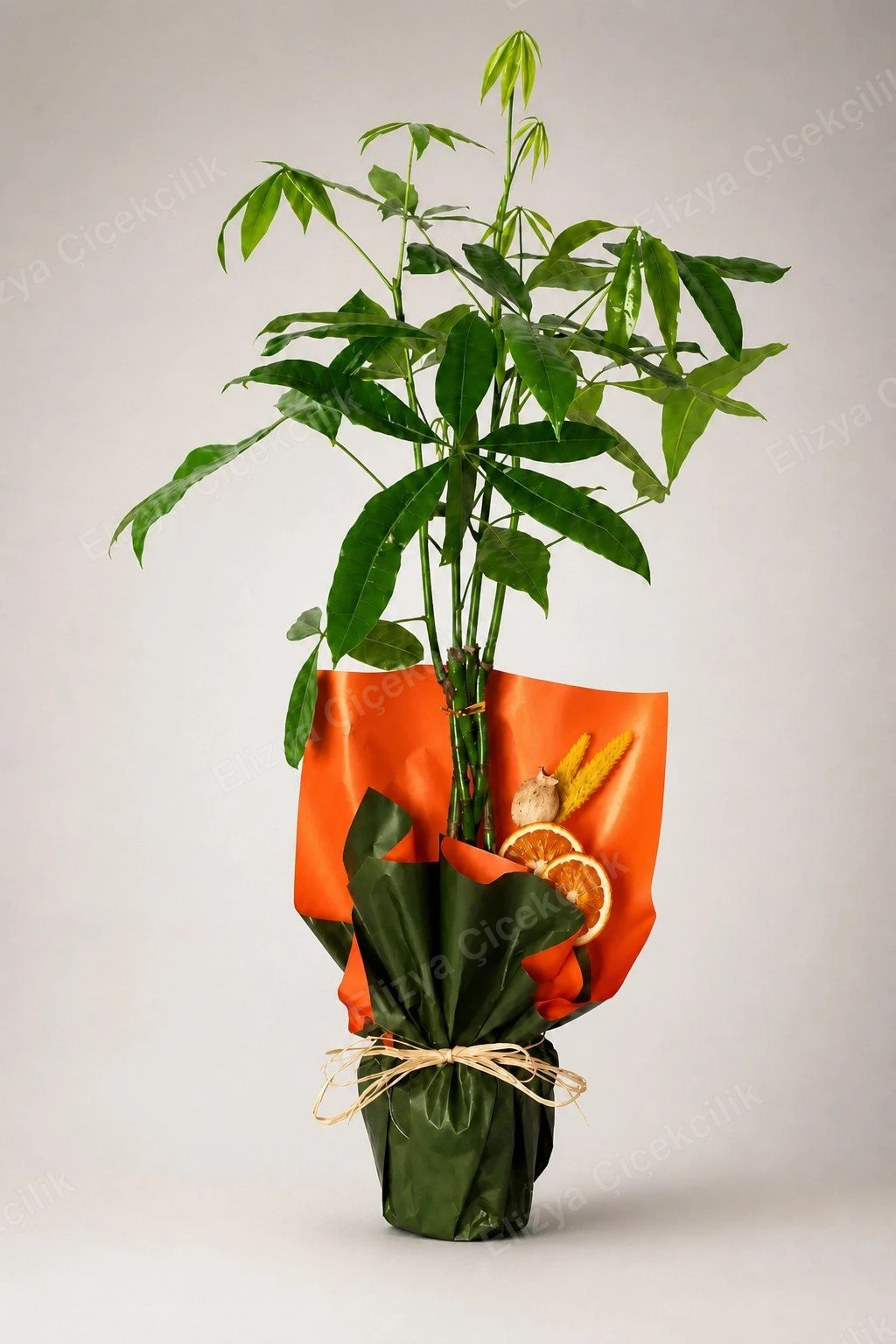 Prosperity Charm — Pachira (Para Ağacı) Turuncu Folyo Kraft Ambalajlı — görsel 3