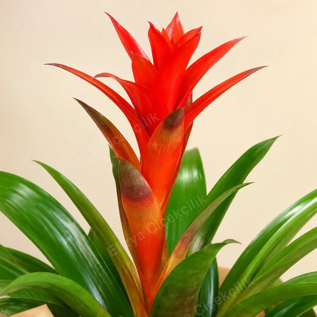 Kırmızı Guzmania Bromelya Saksı Bitkisi — görsel 2