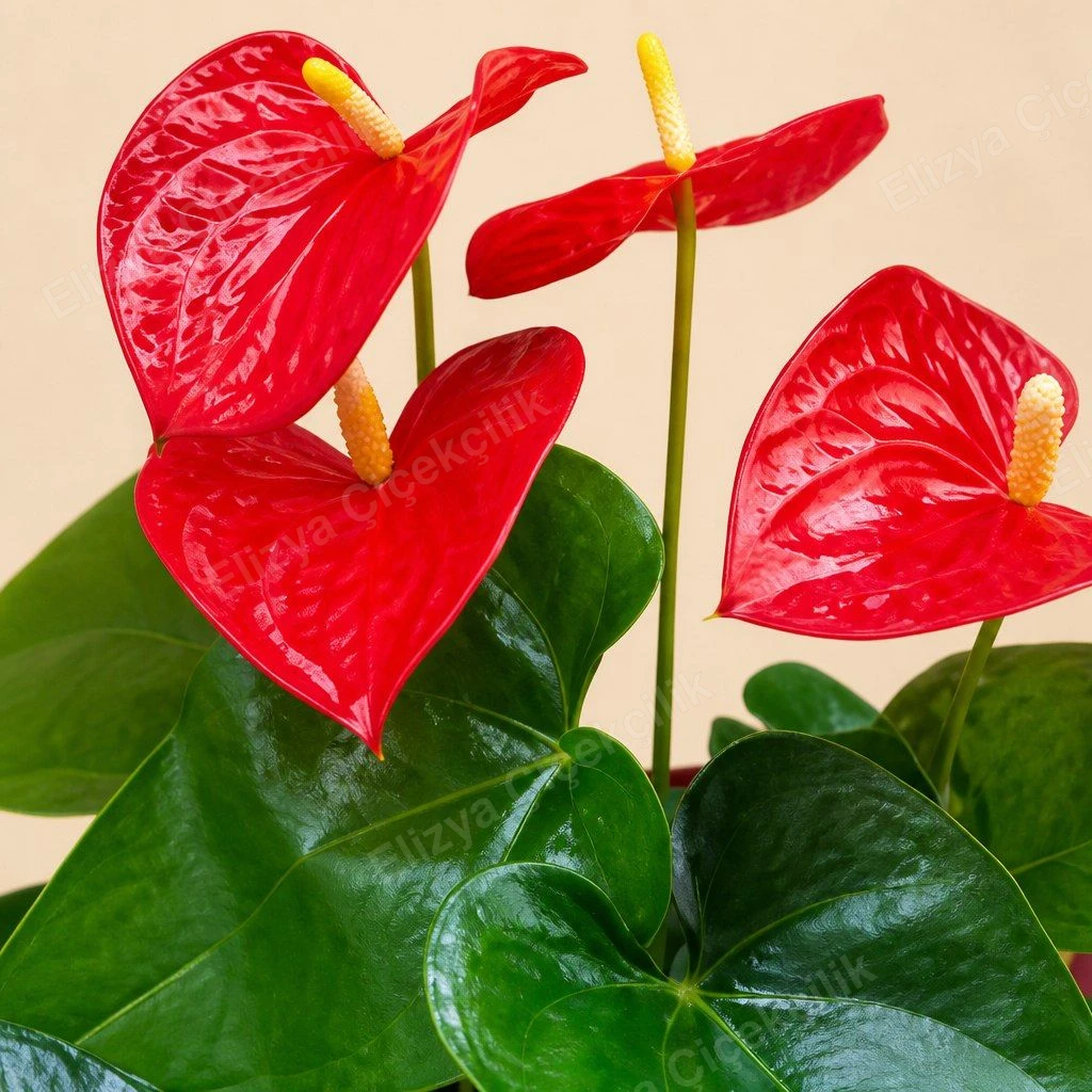 Kırmızı Antoryum Anthurium Saksı Bitkisi — görsel 2
