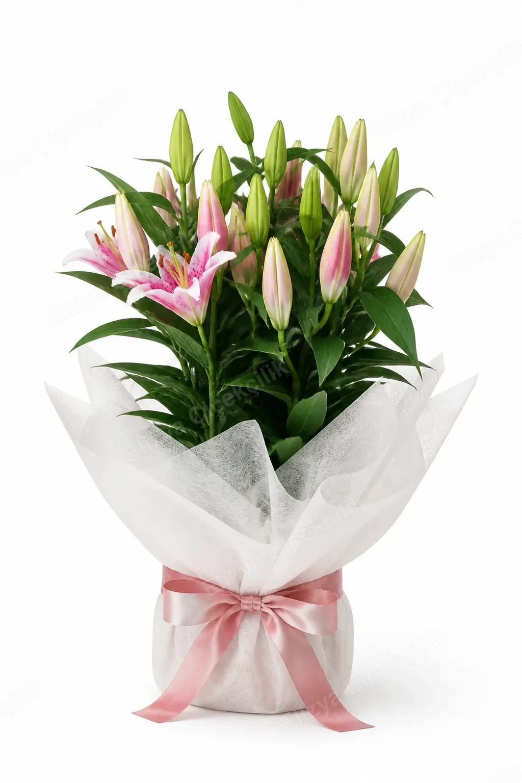 Pink Lily Elegance — Pembe Zambak Zarafeti — Lilyum
