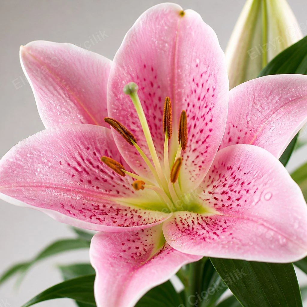 Blush Serenade — Pembe Lilyum Aranjmanı — Kurutulmuş Portakallı — görsel 3