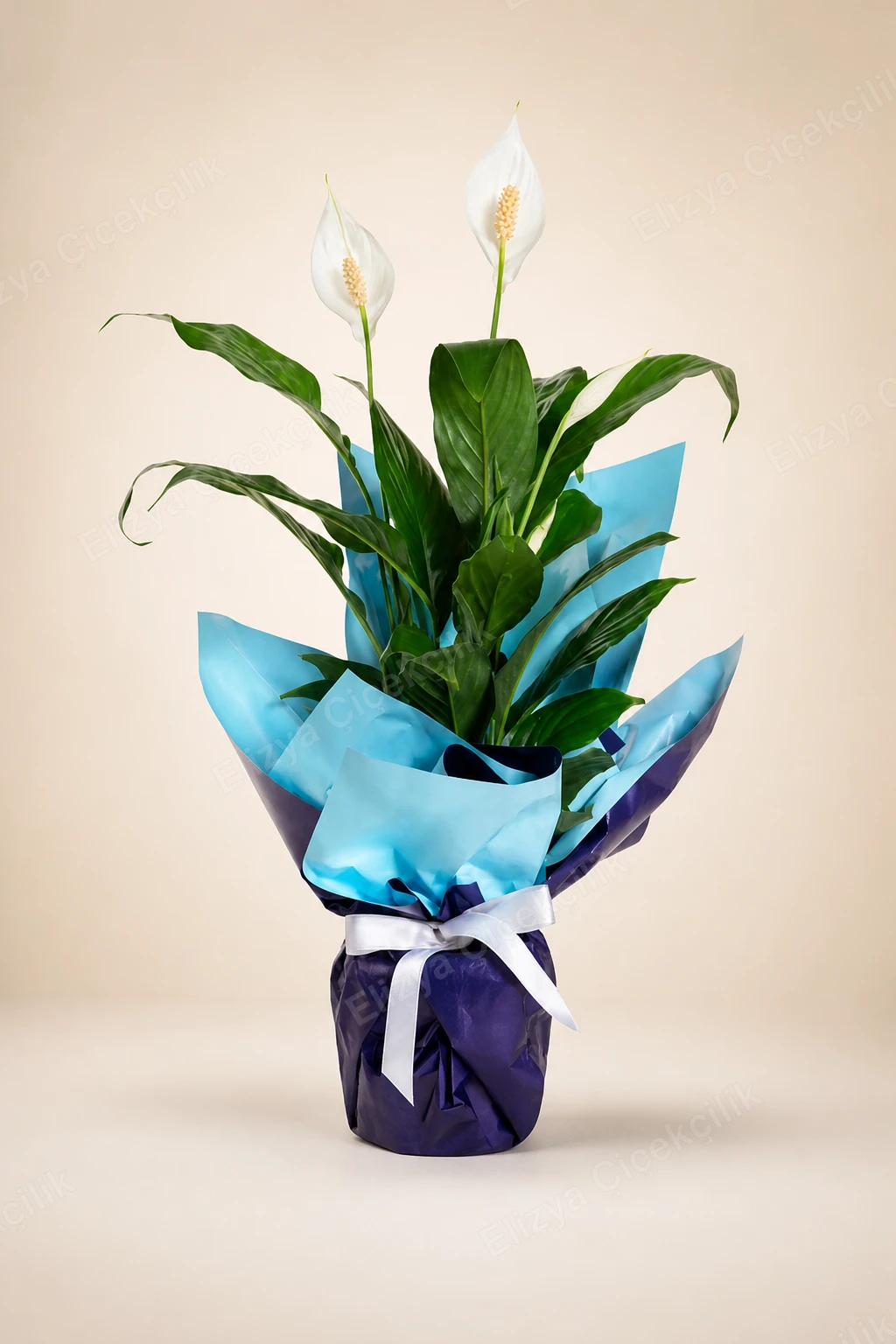 Tranquil Bloom — Barış Çiçeği Spatifilyum