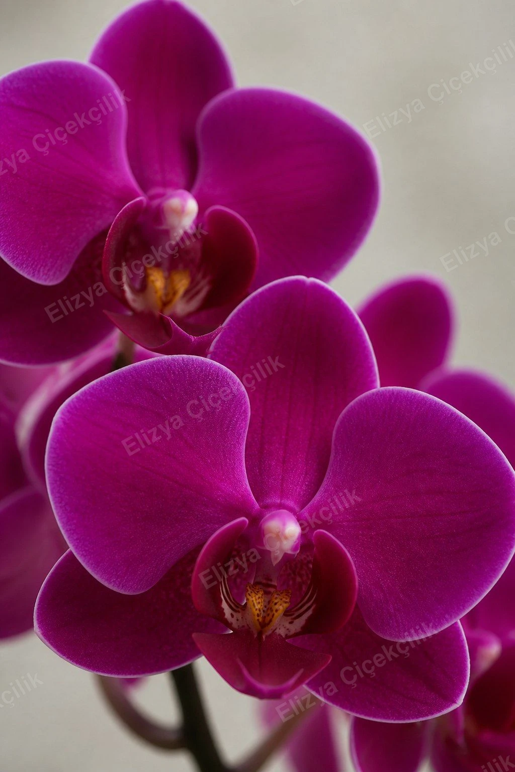 Fuchsia Charm — Fuşya Mini Orkide — görsel 4