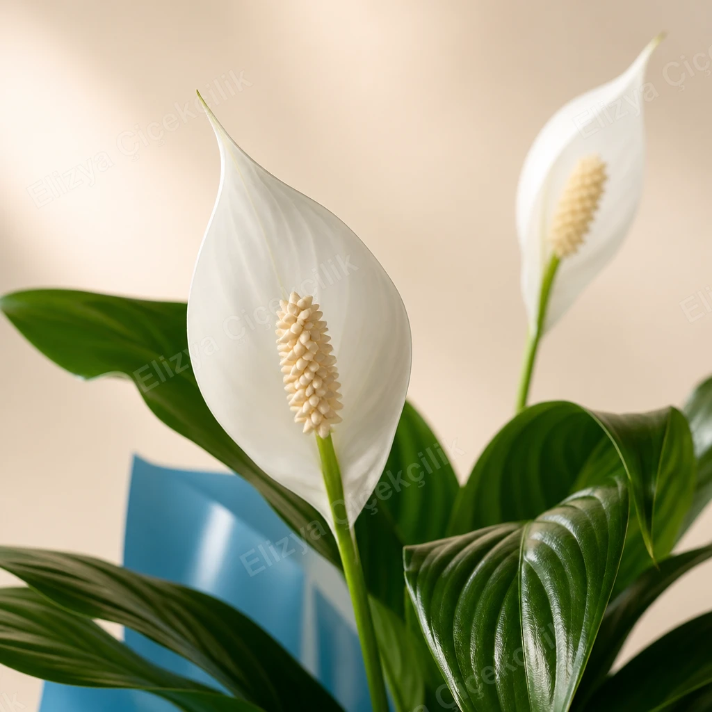 Tranquil Bloom — Barış Çiçeği Spatifilyum — görsel 3