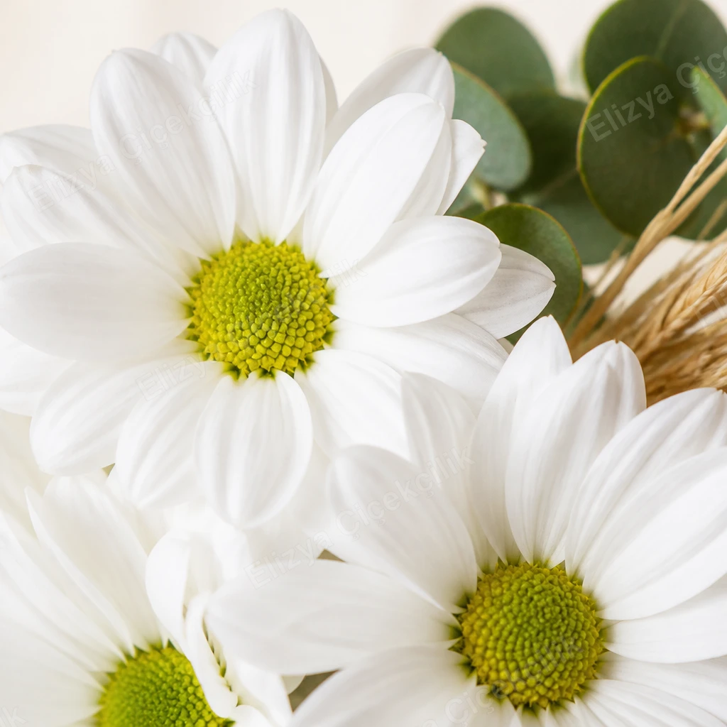 Daisy Meadow — Beyaz Papatya — görsel 3