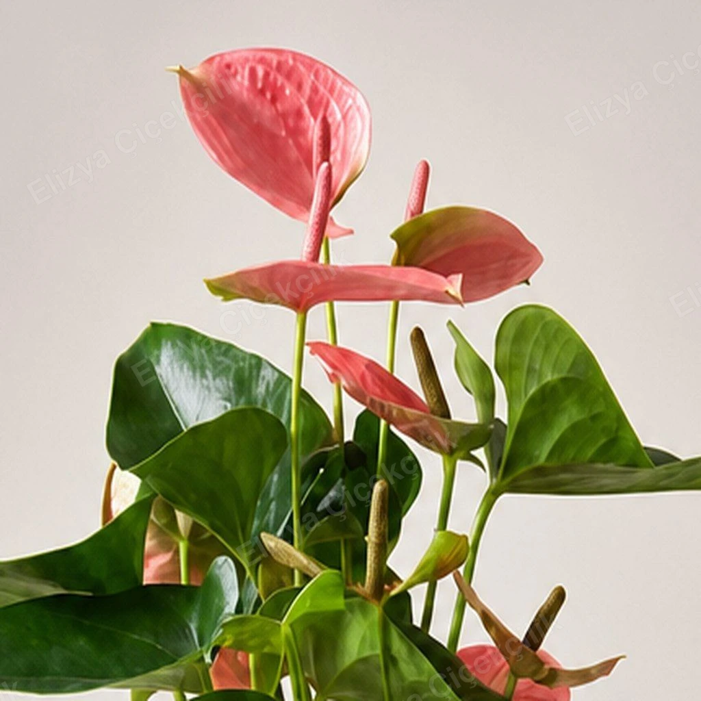 Blush Flamingo — Pembe Antoryum — görsel 3
