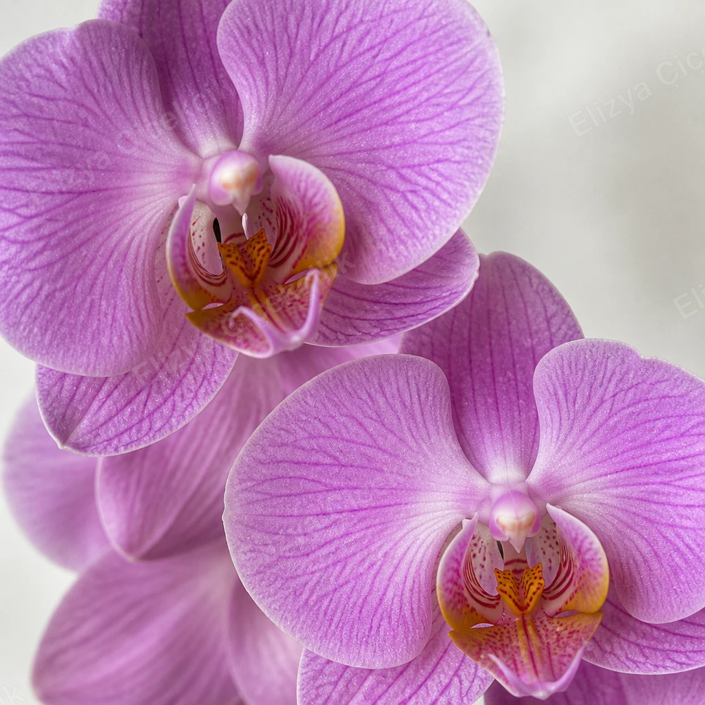 Lilac Grace — Çift Dallı Mor Orkide — görsel 4