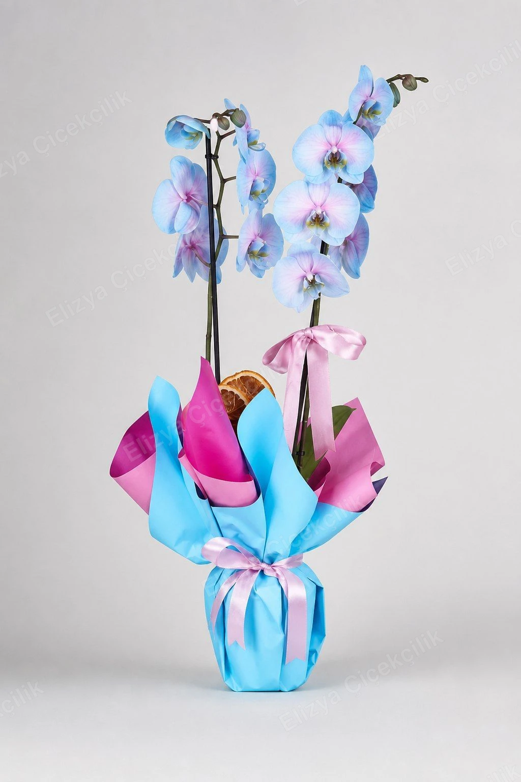 Azure Grace — Mavi Orkide — Çift Dallı Şık Aranjman