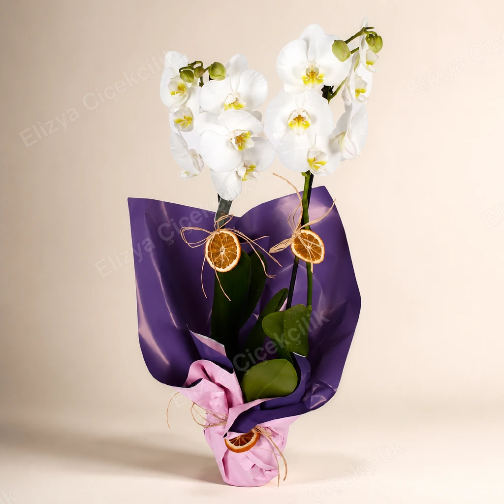Pearl Serenade — Çift Dallı Beyaz Orkide — görsel 2