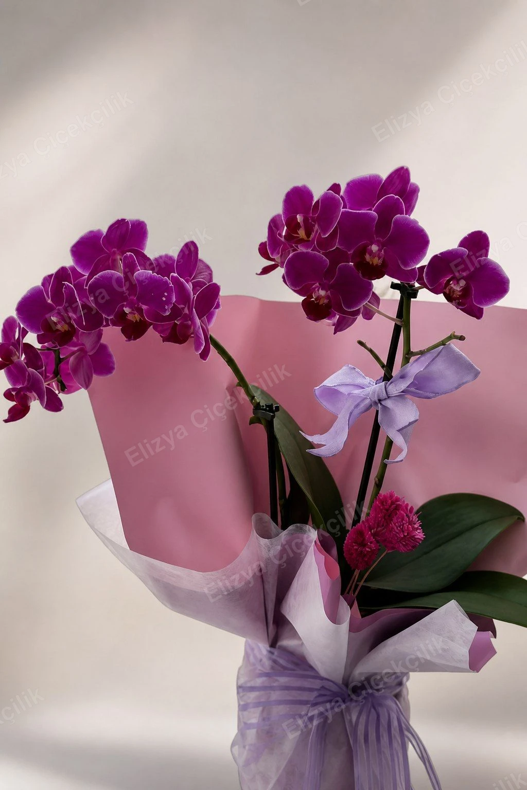Fuchsia Charm — Fuşya Mini Orkide — görsel 3