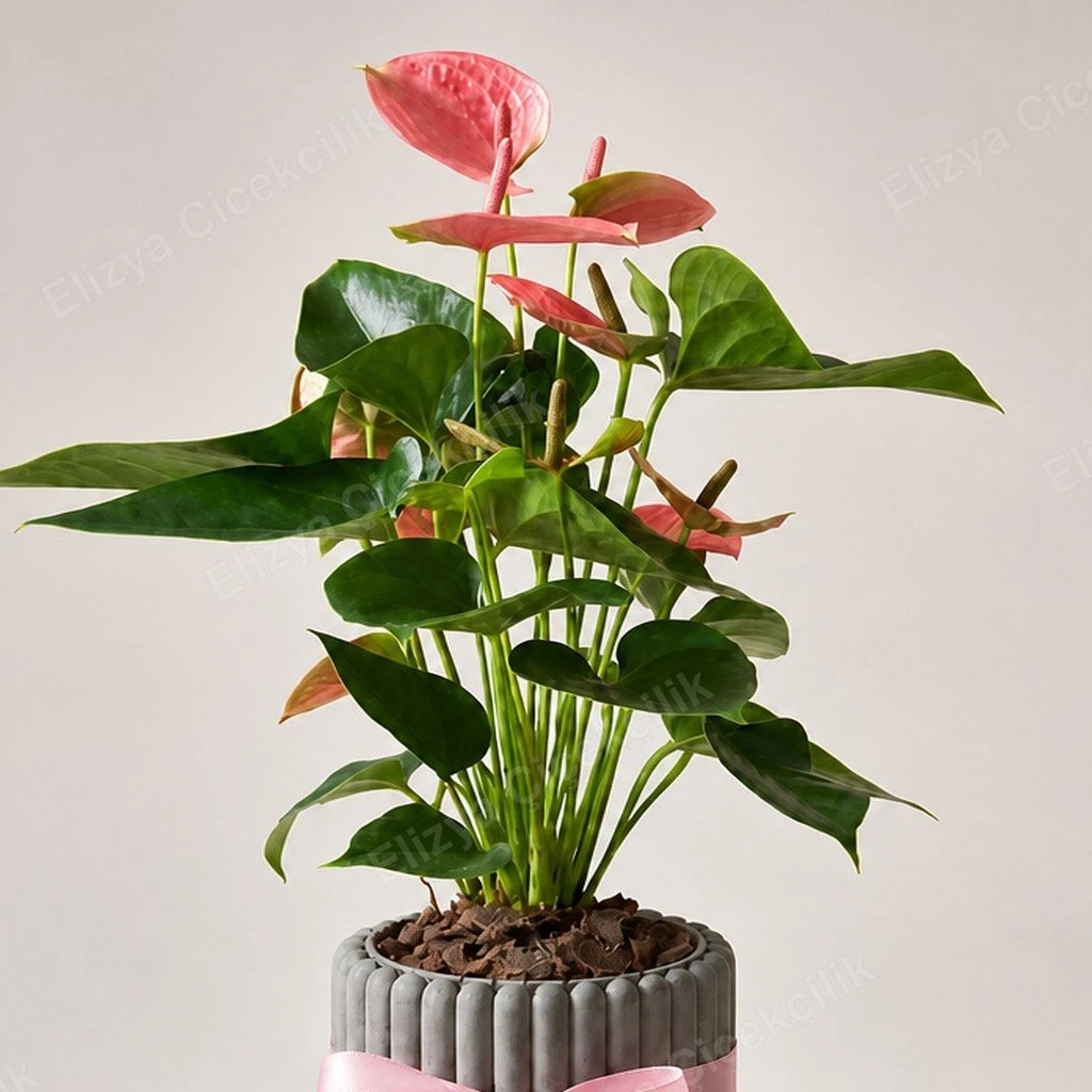Blush Flamingo — Pembe Antoryum — görsel 2