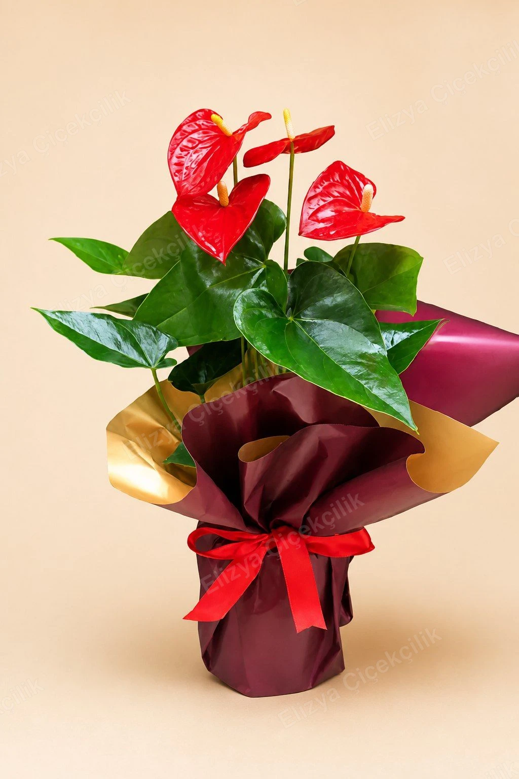Kırmızı Antoryum Anthurium Saksı Bitkisi