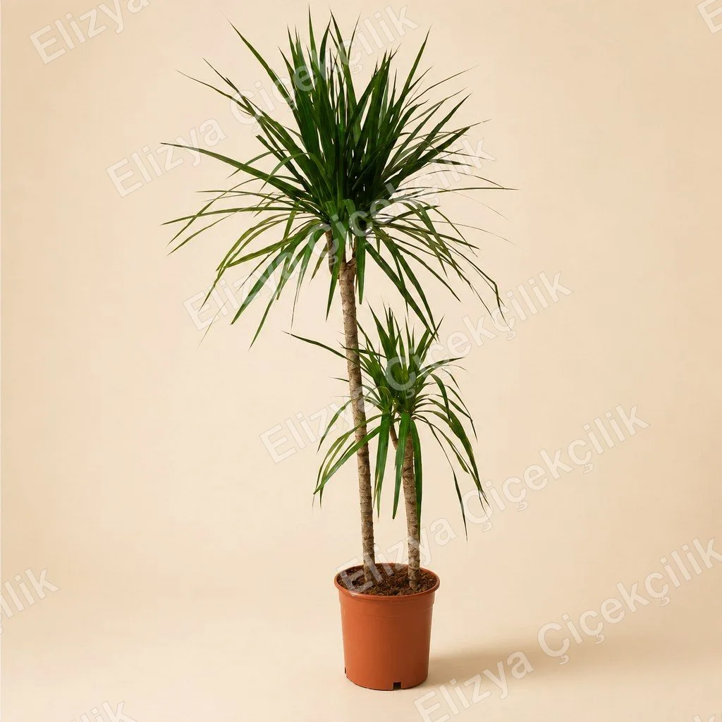 Ejder Ağacı Dracaena Marginata Saksı Bitkisi