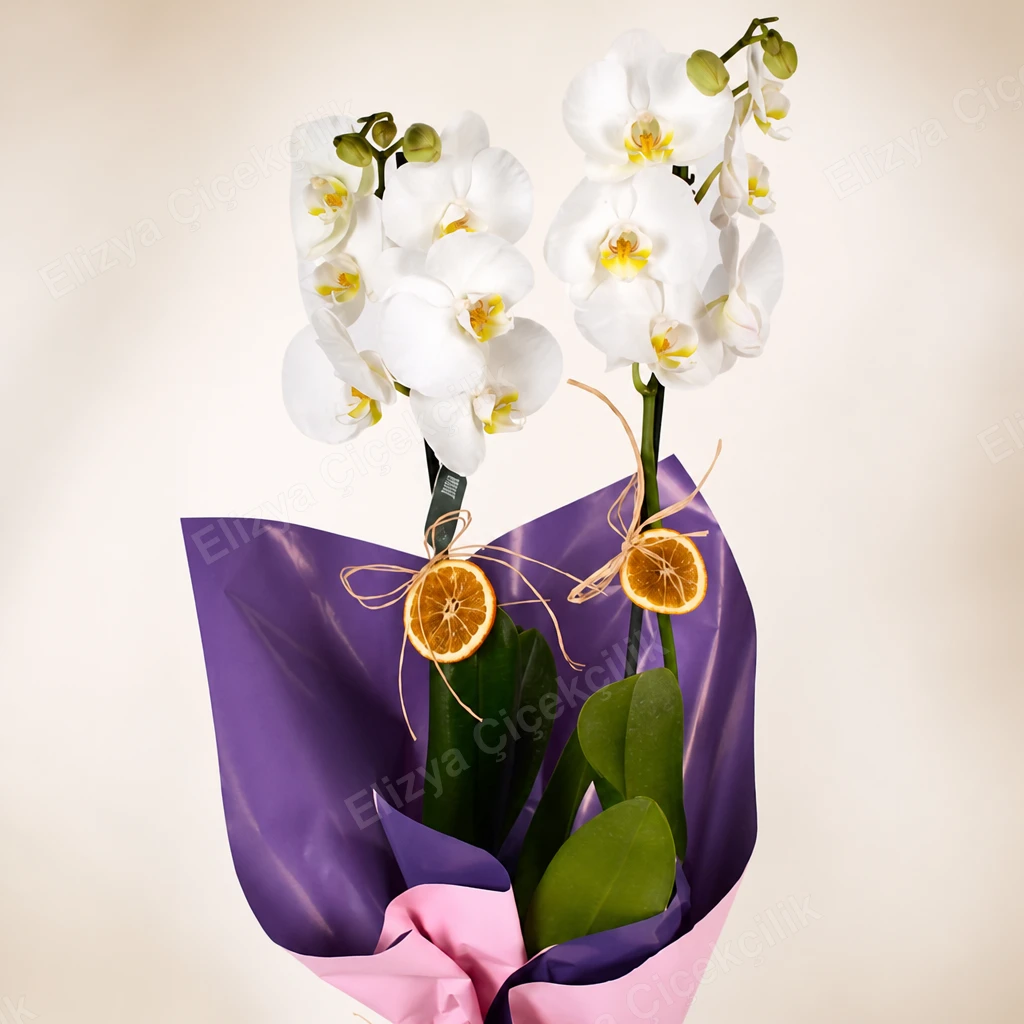 Pearl Serenade — Çift Dallı Beyaz Orkide — görsel 3