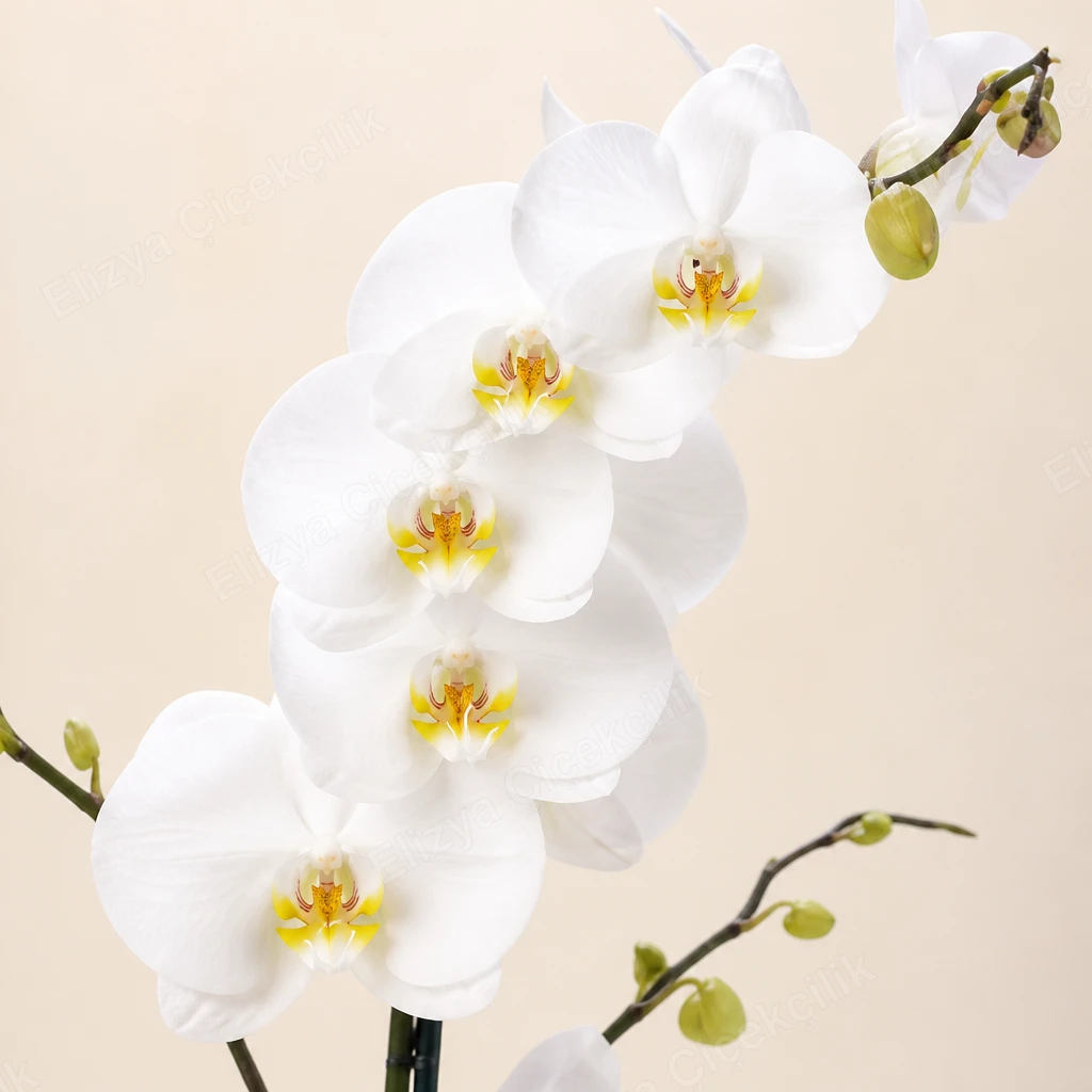 Snow Grace — Tek Dallı Beyaz Orkide — görsel 3
