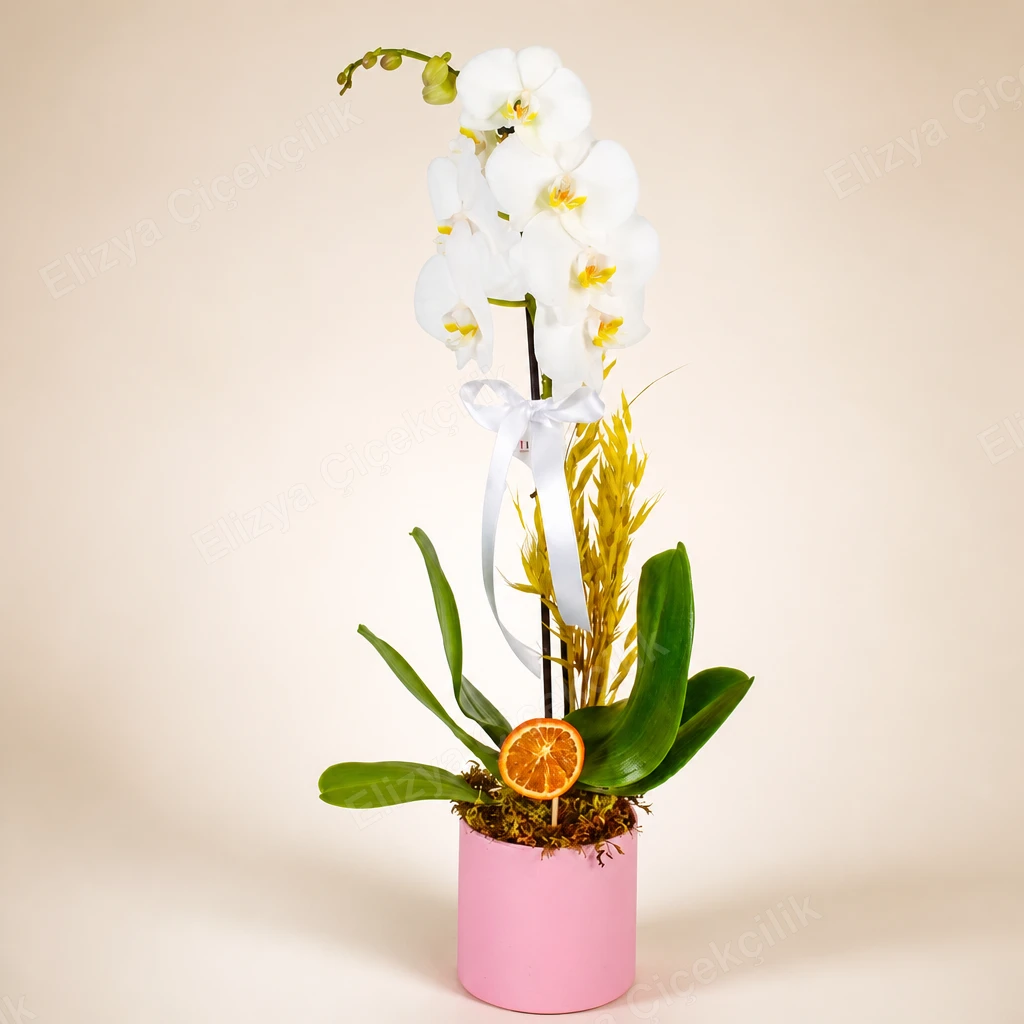 Angelic White — Tek Dallı Beyaz Orkide — görsel 2