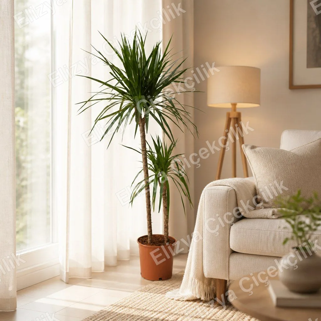 Ejder Ağacı Dracaena Marginata Saksı Bitkisi — görsel 3