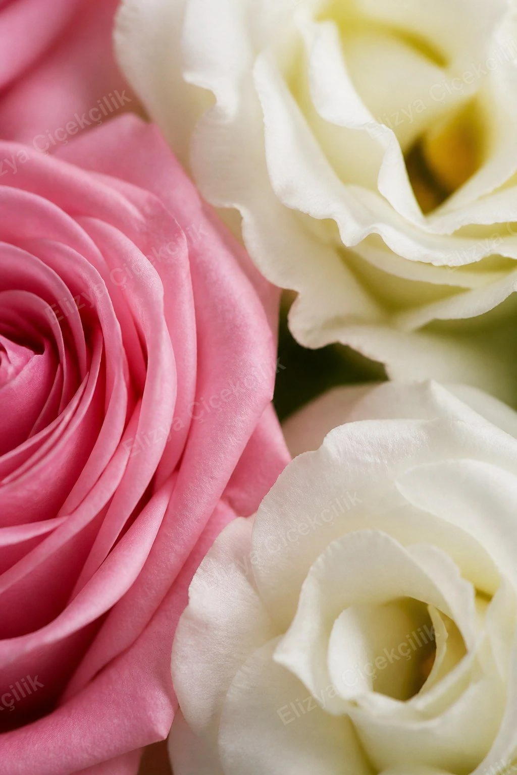 Rosé Garden — Pembe Gül & Lisyantus — görsel 3