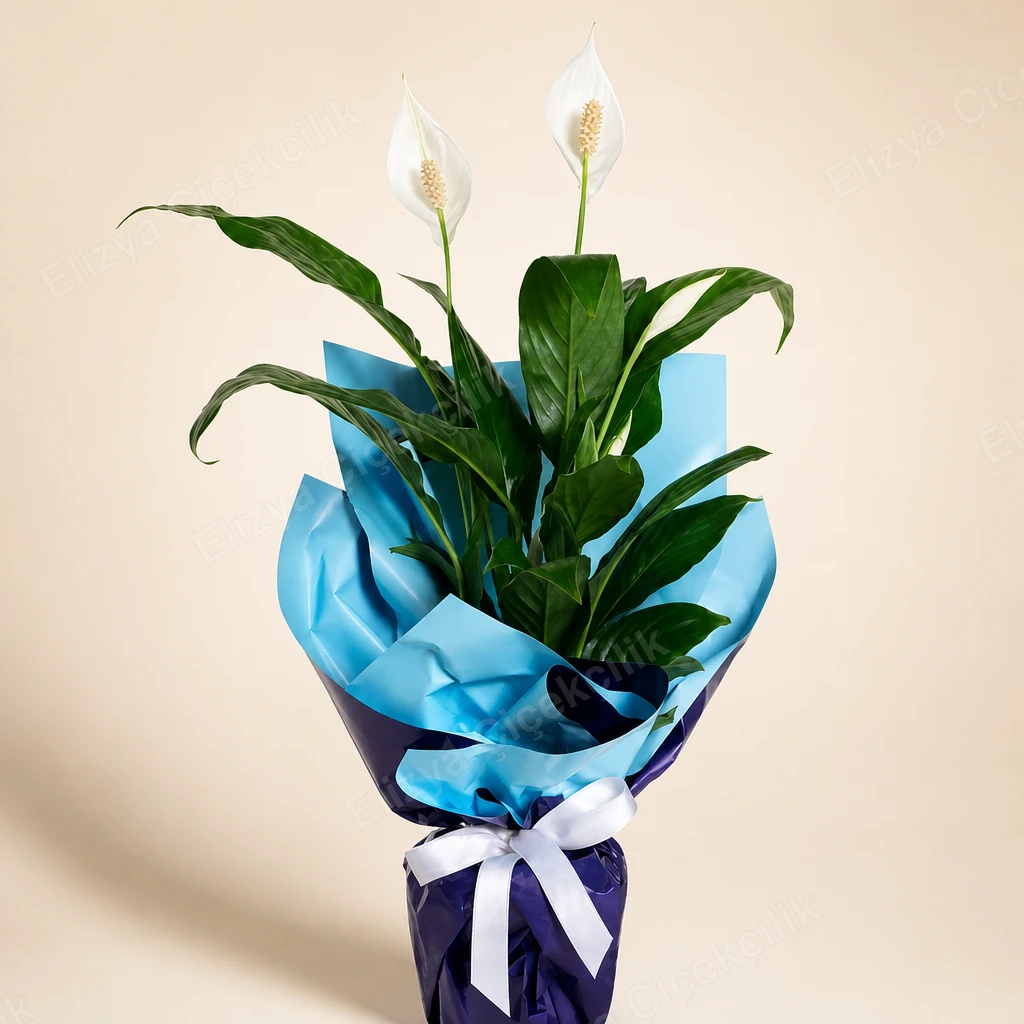 Tranquil Bloom — Barış Çiçeği Spatifilyum — görsel 2